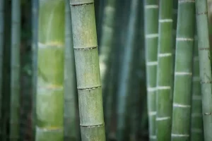 bambus en god ide til strømper